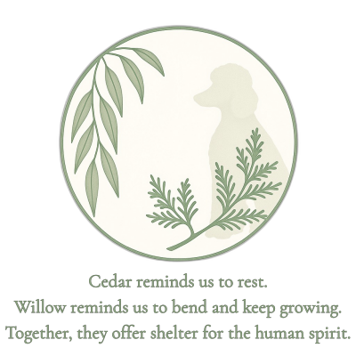 The Cedar Light & The Willow Circle
